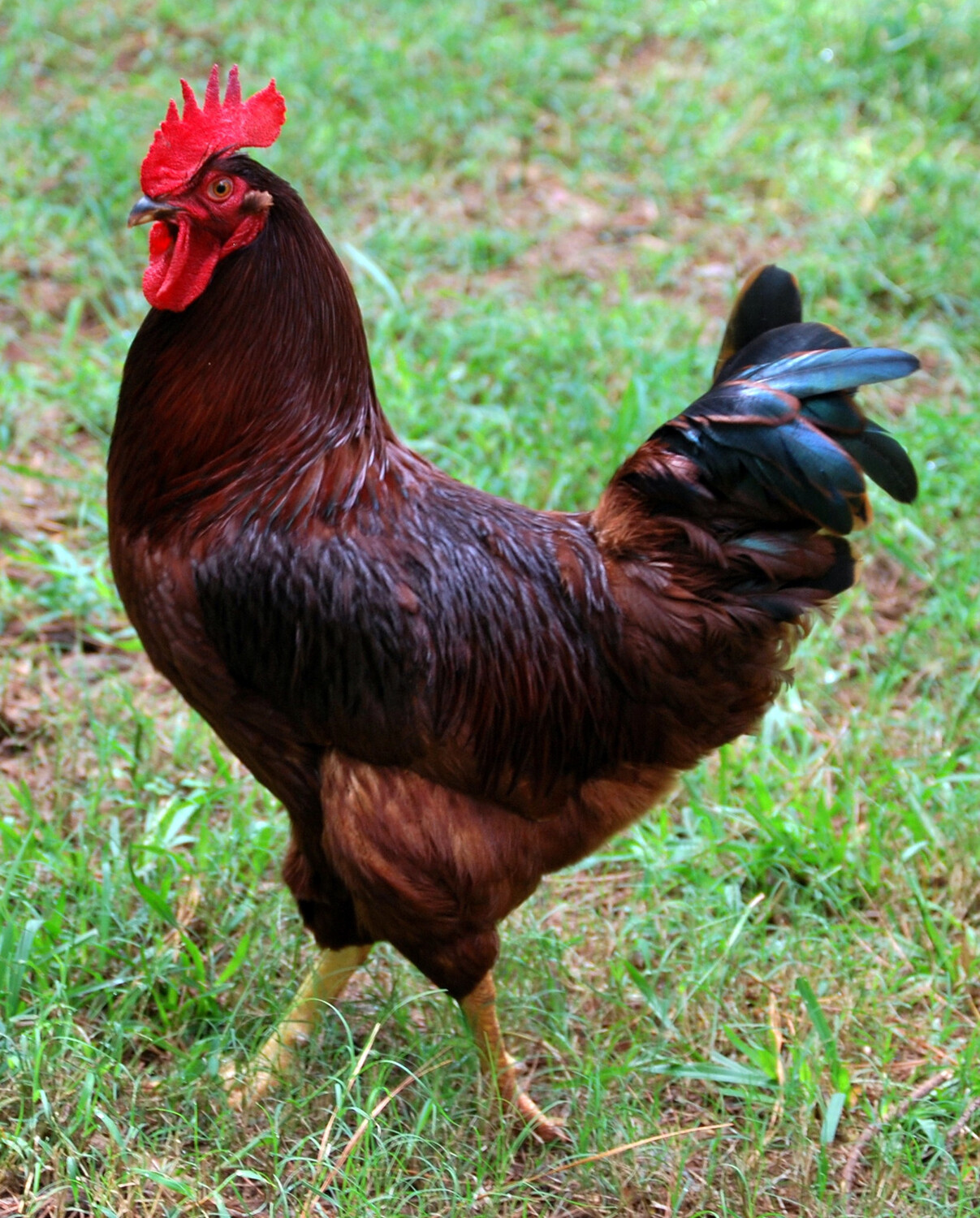 Kloster Etablering justere Red/Black Rooster – Alamo Farms